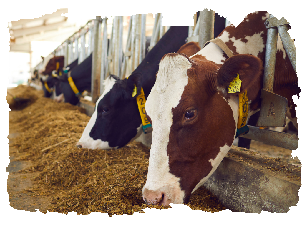 agricultural insurance